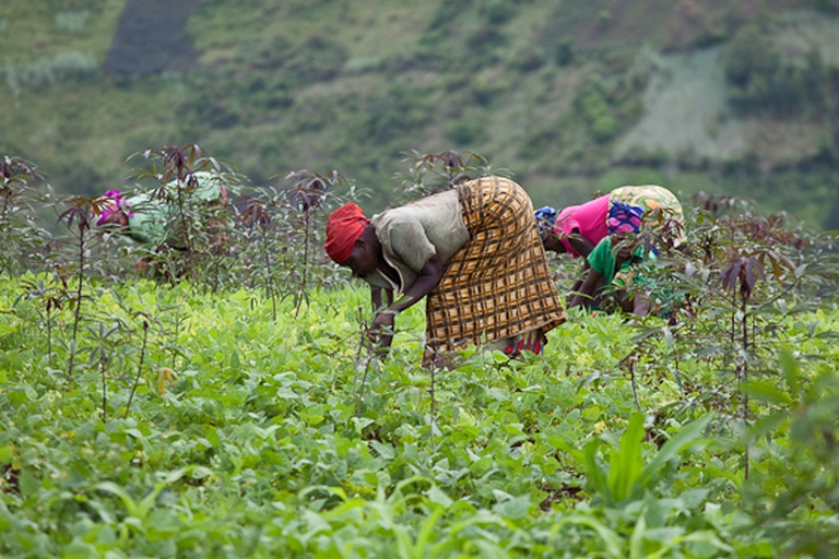 Unlocking DRC’s 80M Hectares: An Agribusiness Investment Guide